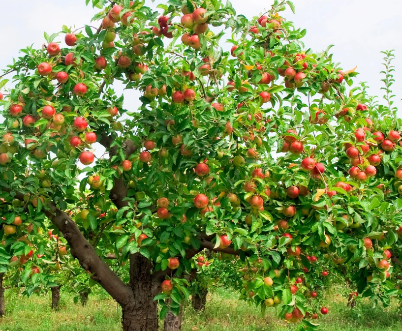 яблоки полезны для профилактики
