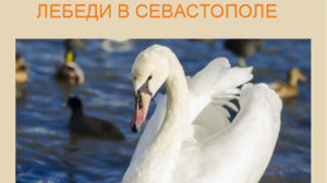 Лебеди в Севастополе